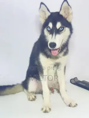 3-6 months Male Purebred Siberian Husky