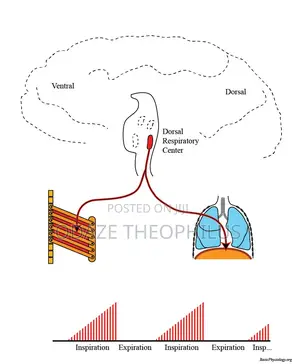 Respiratory and Cardiovascular Physiology Tutoring