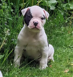 1-3 months Female Purebred American Bulldog