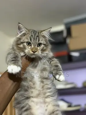 3-6 months Female Purebred Persian