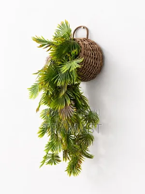 Dropping Vines Hanging Basket (Rattan Basket) - 55cm