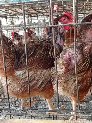 Chicken Old Layers