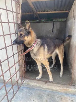 1+ year Male Purebred German Shepherd