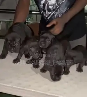 1-3 months Female Purebred Cane Corso