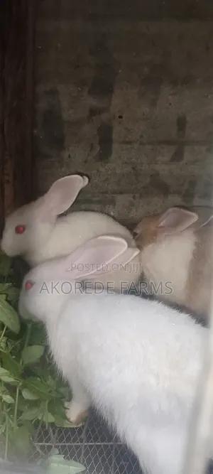 Grower Rabbit Available in Ibadan