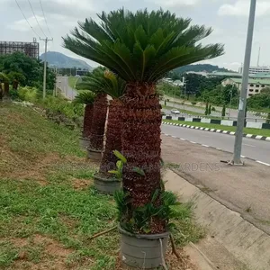Cycas Palm