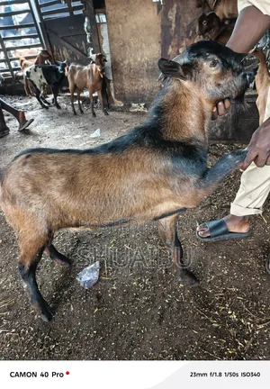 Native Goats at Affordable Price