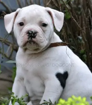 1-3 months Female Purebred American Bulldog