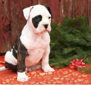 3-6 months Male Purebred American Bulldog