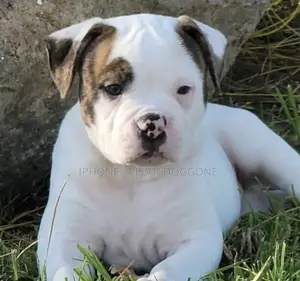 3-6 months Male Purebred American Bulldog