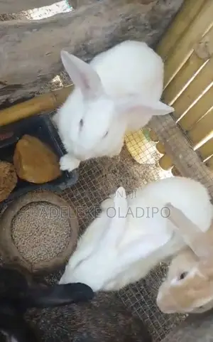 Rabbit For Sales