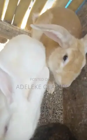 Rabbit For Sales