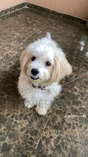 1+ year Male Purebred Lhasa Apso