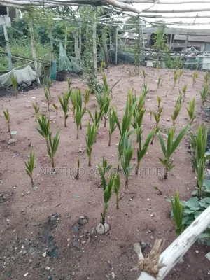 Pure Hybrid Coconut Seedlings