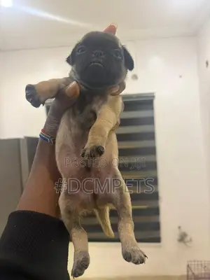 1-3 months Female Purebred Pug