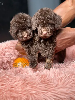 1-3 months Male Purebred Poodle