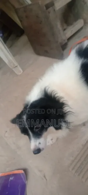 1-3 months Male Mixed Breed American Eskimo