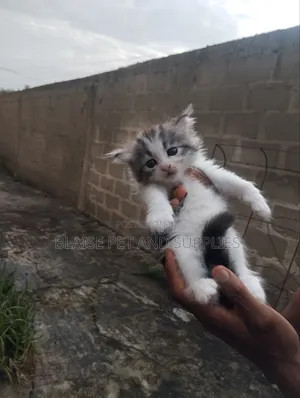 0-1 month Female Purebred Persian