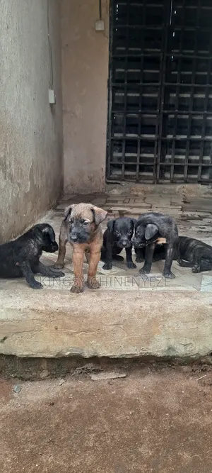 1-3 months Female Purebred Boerboel