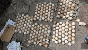 Guinea Fowl Eggs/Keets