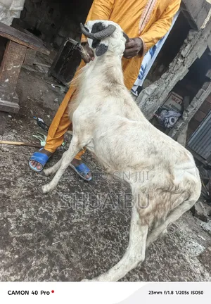 Goats Rams and Cows Cheap