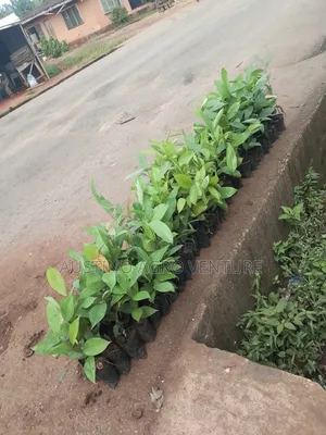 Pure Hybrid Ogbono Seedlings