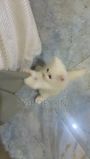 1-3 months Female Purebred Persian