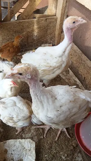 Imported Turkey Fr Sale