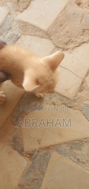 1-3 months Male Mixed Breed Cat