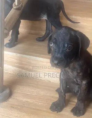 3-6 months Female Purebred Cane Corso