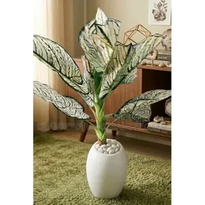Aglaonema / Caladium Artificial Flowers and Pot