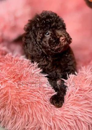 1-3 months Male Purebred Poodle