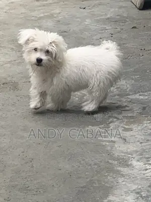 3-6 months Female Purebred Maltese