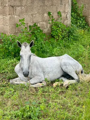 Male Sudanese Horse Available