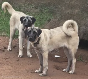 3-6 months Female Purebred Kangal