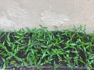 Ginger Seedlings