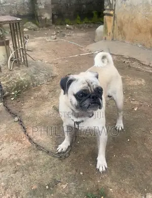 1+ year Male Purebred Pug