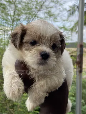 0-1 month Female Purebred Lhasa Apso