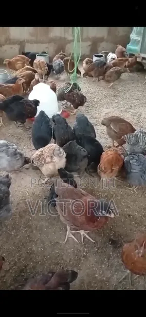 Agriculture