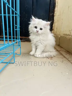 1-3 months Female Purebred Persian