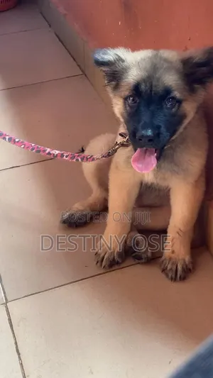 I Am a Vet Doctor