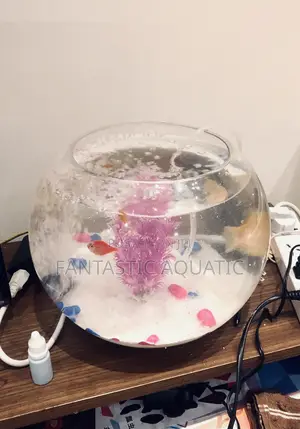 Large Fishbowl Kit With 2 Big Fishes