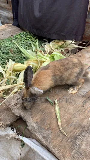Chinchilla, Hyla Max and Hali Quin