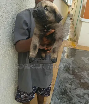 1-3 months Male Mixed Breed Caucasian Shepherd