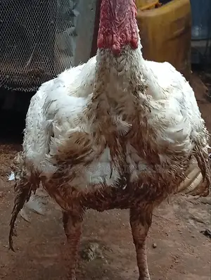 Livestock Turkey and Broiler