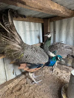 Mature Pair of Peacocks Available for Sale