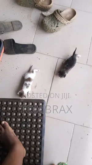 1-3 months Male Mixed Breed Cat