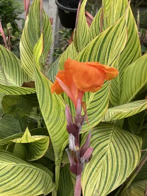 Live Variegated Canna Lily Plant | Tropical Plant in Lagos, Nigeria