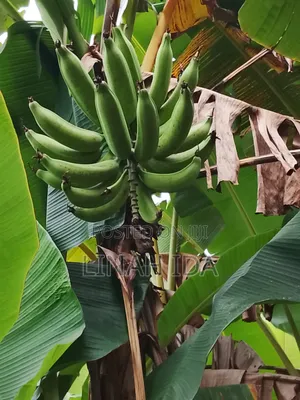Bunch of Plantain and Banana Plus Other Agro Products
