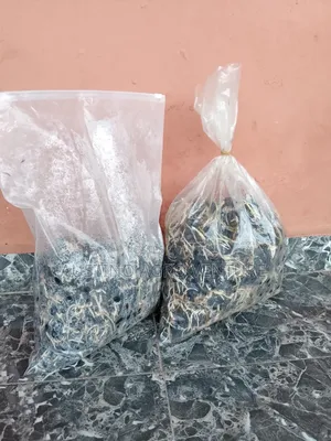 Pure Malaysia Supergen Seeds